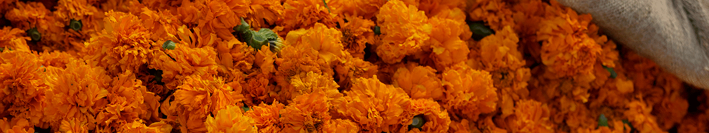 Back to Origin: Chapter One Jaipur &#8211; Flower Garlands